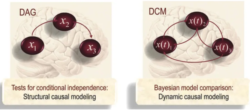Figure 3 Schematic highlighting the distinction between structural causal modelling in the form of a directed acyclic graph and dynamic causal modelling in the form of a directed cyclic model (Friston 2011, p