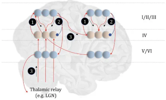 Figure 4 Schematic of neurobiological instantiation of perceptual inference in predictive processing (Parr & Friston 2018, p