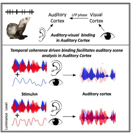Figure 1 Temporal coherence between auditory and visual stimuli shapes the sound scene in auditory cortex