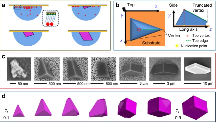 Figure 1 | Morphological progression of calcite nucleated on COOH terminated SAMs. (NHplanar {104} faces then forms, whose growth leads to the development of an additional facet as a truncation of the long axis
