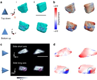 Figure 2 | Bragg coherent diffraction imaging (BCDI) reconstructions. Reconstructions of two different calcite crystals (i) and (ii), which were nucleatedthe displacement maps, where these made through the centres of the crystals, normal to the substrate