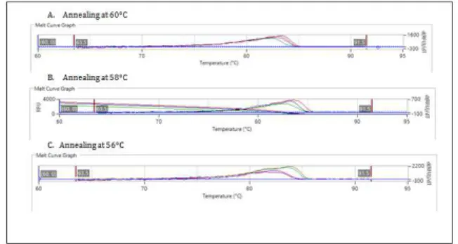 Fig. 3: The melt curve graph of 0.2µM concentration of primer for annealing at 60°C, 58°C and 56°C