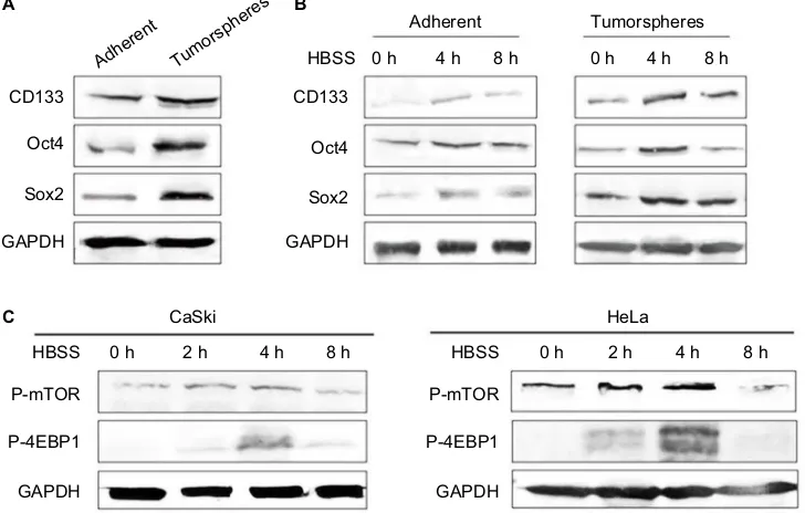 Figure 3 The effects of rapamycin or hBss on cervical cancer cells. (cell proliferation at different times