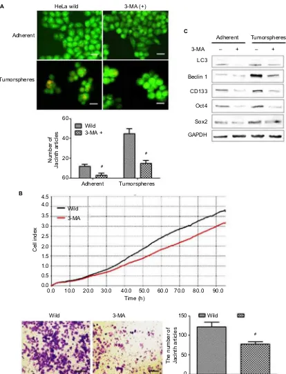 Figure 5 The effect of autophagy inhibitor 3-methyladenine (3-Ma) on cervical cancer cells