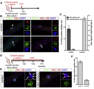 Figure 2. Cilia Dynamic Is Associated