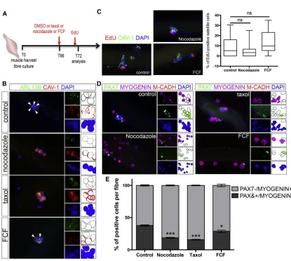 Figure 4. Disruption of Cilia Reassembly Impairs Satellite Cell Self-Renewal(A) Schematic representation of the experimental design used in (B–E).White arrowheads indicate the presence of cilia.(C) Representative images of EDL myoﬁbers cultured in the pres