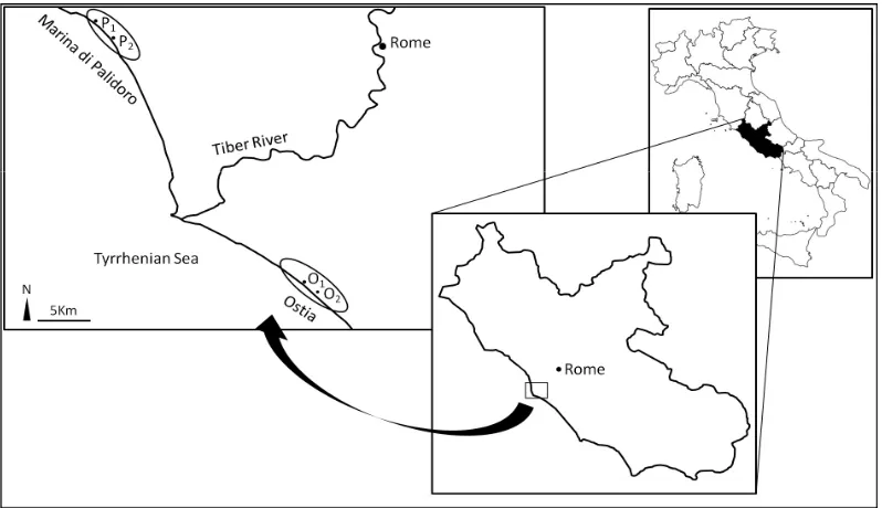 Figure 1. The two studied areas along the Thyrrenian coast near Rome, Ostia (O, 41˚P41'00"N, 12˚22'39"E) and Marina di   alidoro (P, 41˚54'43"N, 12˚08'47"E), and the considered sub-areas (O1, O2, P1 and P2) are indicated