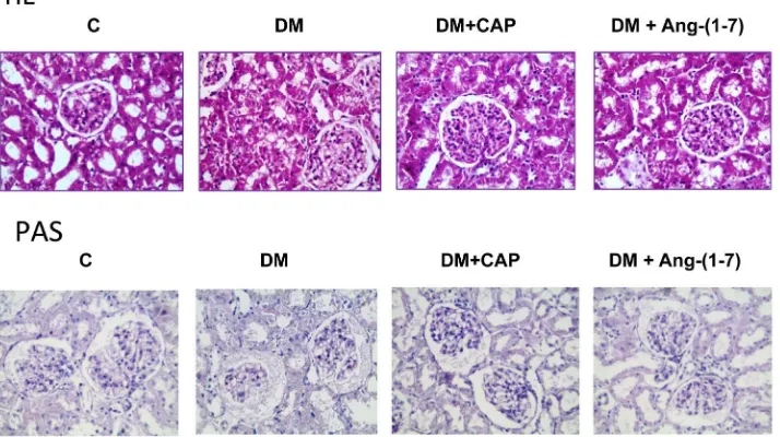 Figure 1. Comparison of kidney weight/body weight ratio (a) and protein/DNA ratio (b), in rats #p < 0.05 vs