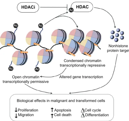 Figure 1 HDAC inhibitors promote the acetylation of histones and nonhistone proteins by inhibiting the activity of HDAC enzymes