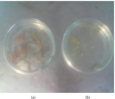 Figure 2. Effect of ascorbic acid on shoot tips in semi-solid culture. (a) Shoot tips without ascor-bic acid in medium so that they turned brown due to over-secretion of polyphenolics; (b) Shoot tips with ascorbic acid (3 gl−1, high concentration) in the m
