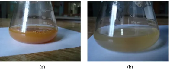 Figure 4. Effect of ascorbic acid in cell suspension culture. (a) Cell suspension culture without ascorbic acid so that cells were brown, necroses and dead; (b) Cell suspension culture with ascor-bic acid (2 mgl−1) so that cells were fresh and fast dividin