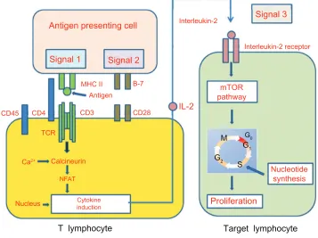 Figure 1 T-cell response to alloantigens.Notes: The T-cell response to alloantigens requires two different but synergistic signals