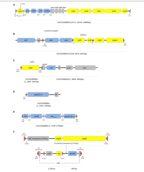 FIGURE 1 | Examples of contigs containing antibiotic resistance genes in Morganella morganii INSRALV892a