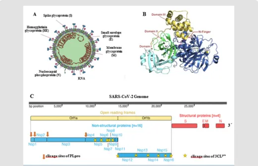 Figure 1: SARS-CoV-2 structure. SARS-CoV-2 capside showing major proteins and single-straded RNA(A) The model of 3CLpro a SARS-CoV-2 drug target (B) and (C) Genome of SARS-CoV-2 and the large replicase polyprotein P1ab