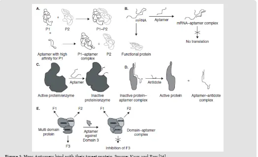 Figure 1: How Aptamers bind with their target protein. Source: Kaur and Roy [14].