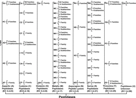 Figure 1. Classification of proteases (peptidases), depending on their amino acid sequences and evolutionary relationships