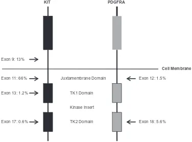 Figure 2 Structure of KiT and PDGFrA. The location and relative frequencies of GiST-associated kinase mutations are depicted in relation to the structural features of KiT Adapted with permission