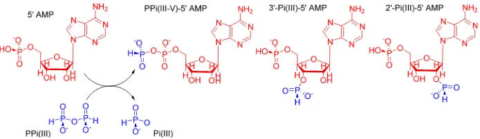 Fig. 2 Phosphonylation of 5′-AMP via Na2-PPi(III) showing P-transfer to 2′, 3′ & 5′ sites