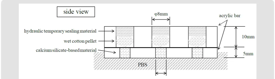 Figure 1: Schema for the experimental apparatus used in this study. Calcium silicate-based materials were covered with wet cotton pellets and hydraulic temporary sealing material