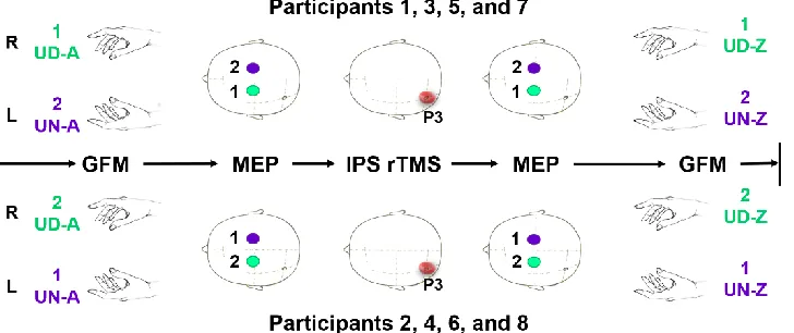 Fig. 2 Timeline of a single test R: right side; L: left side; GFM: grip force modulation; MEP: motor-evoked potentials; IPS rTMS: 