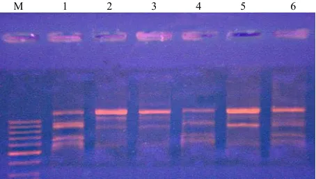 Figure 5. The electrophoregram of the amplification prod-ucts obtained by ISSR-PCR of the MboI restriction prod-ucts