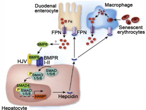 Figure 1. Molecules involved in Iron Metabolism Iron homeostasis as regulated by hepcidin