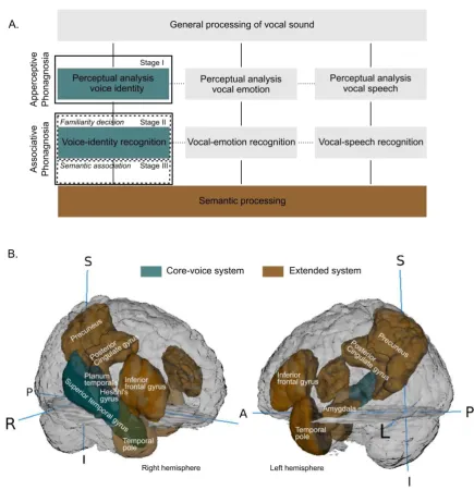 Figure 1. Neurocognitive model of voice processing. A. A model (adapted from Ellis et al