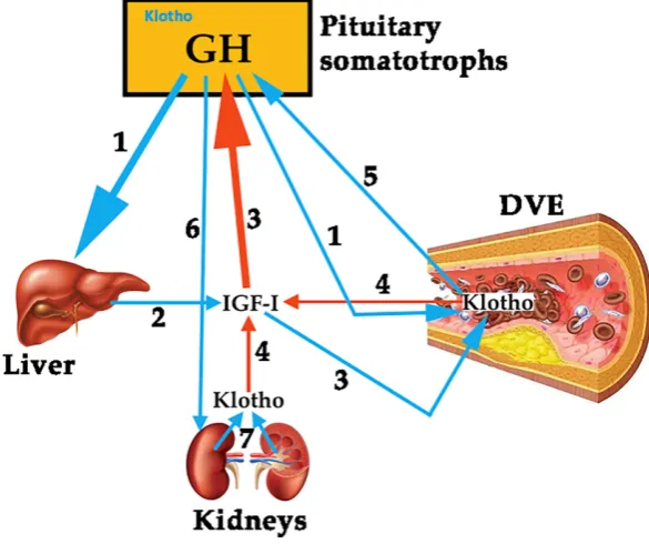 Figure 2. Schematic representation about the possible relationships between GH, IGF-I and Klotho, and its actions on the vascular endothelium