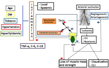 Figure 3. Cardiovascular risk factors converge to produce inflammation with increasing of TNF-alpha, IL-6 and IL-1B, which promotes endothelial and mitochondrial dysfunction, with the overload of ROS, all of them being responsible for atheroma plaque forma