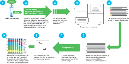 Fig. 4  Overview of the next-generation sequencing pipeline