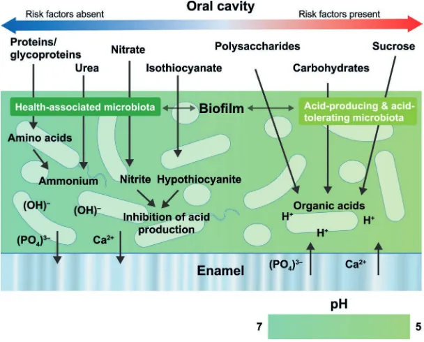 Fig. 6  A contemporary model of host–microbe interactions in the pathogenesis of caries (adapted from de Soet & Zaura and Takahashi)97,51 