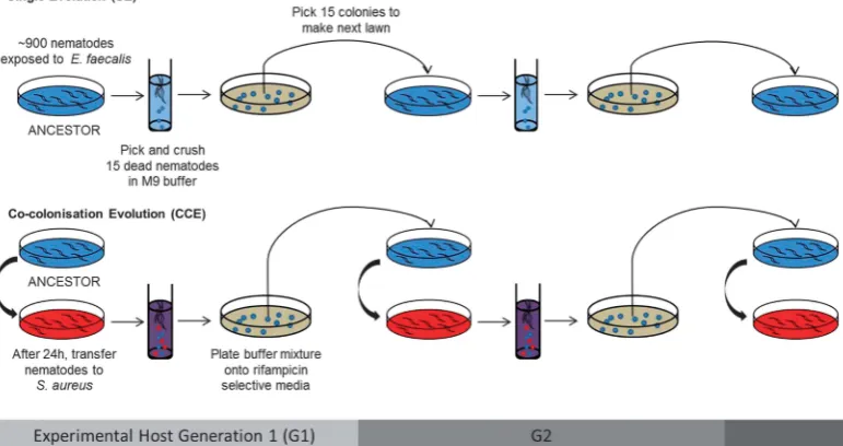 Figure 1Experimental procedure for experimental evolution ofbacteria-killed nematodes, a method that also avoided direct selection against virulence and for host health