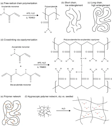 Figure 1.1: Polyacrylamide systems: (a) Free-radical chain polymerization of theacrylamide monomer to form polyacrylamide