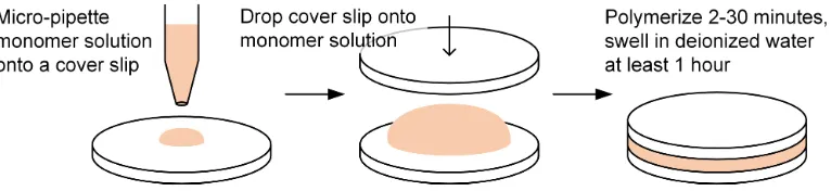 Figure 2.1: Procedure for casting thin polyacrylamide hydrogels between cover slips.