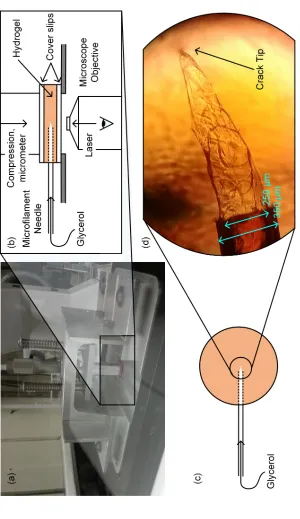 Figure 2.2: (a) Uniaxial compression device mounted on a standard microscope stage insert with a hydrogel specimen