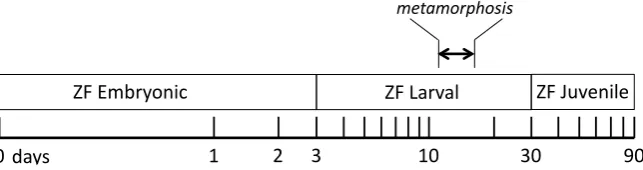 Figure 1. Timeline of zebrafish early development. The stages are indicated as horizontal blocks with the time frame shown below in logarithmic scale