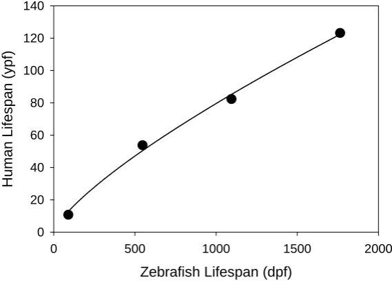 Figure 2. Correlation of human and zebrafish lifespans. Four benchmarks were used to correlate the human adult stage with that of the zebrafish