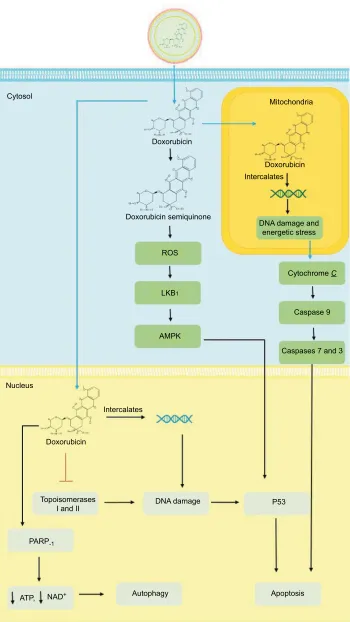 Figure 1 Mechanism of action of DOX and L-DOX.Abbreviations:Notes: Once L-DOX diffuses across the phospholipid bilayer of malignant cells, free DOX is released and it can be converted into a semiquinone or translocate into the nucleus or mitochondria