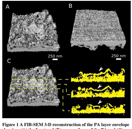 Figure 1 A FIB-SEM 3-D reconstruction of the PA layer envelope showing: (A) the front and (B) rear surfaces of the PA and (C) 