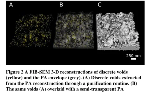 Figure 2 A FIB-SEM 3-D reconstructions of discrete voids (yellow) and the PA envelope (grey)