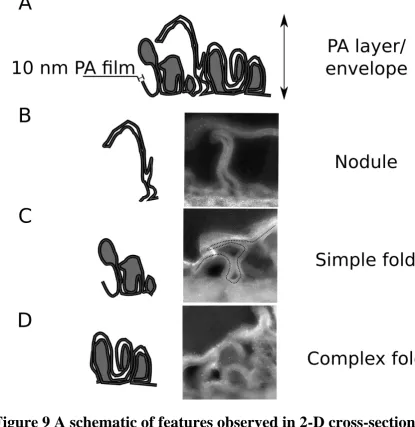 Figure 9 A schematic of features observed in 2-D cross-sections of the PA layer. (A) A general schematic of the ridge-valley 