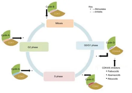 Figure 1 illustrated description of cell cycle progression and potential pathways for cancer therapy.Notes: += stimulates; – = inhibits.