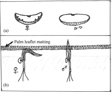 Figure 4. Techniques for early recognition of date palm sex. (b) Date palm seedlings germinated under matting woven (a) date palm seeds, female on the left and male on the right