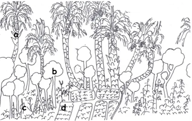 Figure 5. Multi-stratum intercropping of a palm grove in an oasis basin (Manga re-(c) cereals (1gion, southeastern Niger), (a) date palm (upper stratum), (b) tree crops (2nd stratum), st stratum), (d) market garden crops (soil level)
