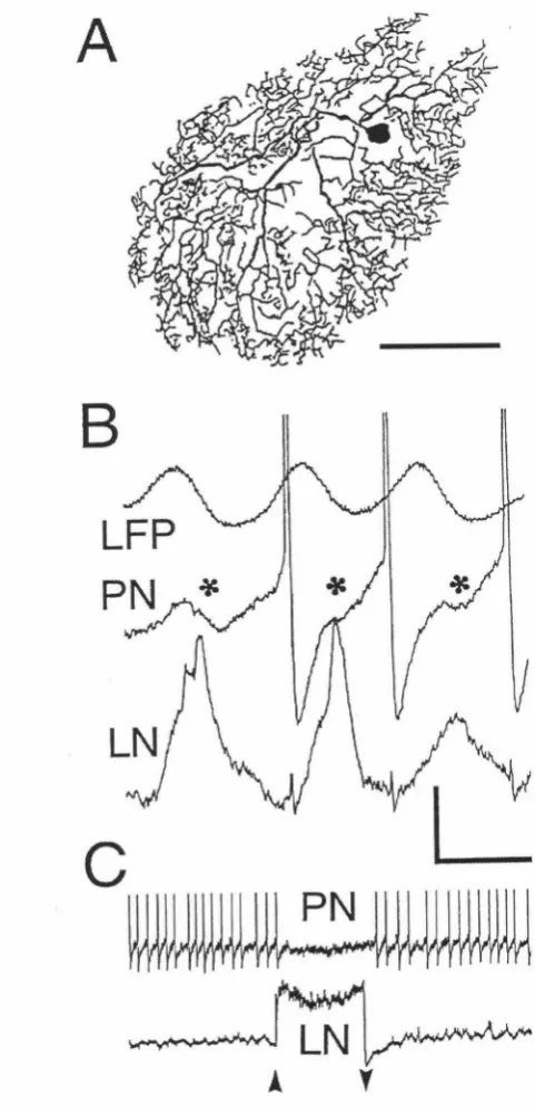 Figure 1. Calibrations: horizontal, 0.7 s; vertical, 32 mV (PN), odor. The LN does not oscillate intrinsically upon depolarization