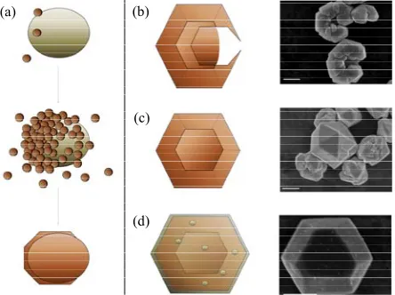 Figure 3. Proposed model for the role of gum arabic. Scale bars are 500 nm. (a) Gum arabic acts as a binding agent pulling in copper seeds and growing larger