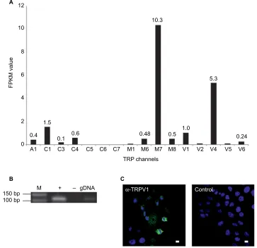 Figure 4 Expression profiles of TRP channels in the SUM149PT breast cancer cell line.-RT, RNA; g, genomic DNA as a control