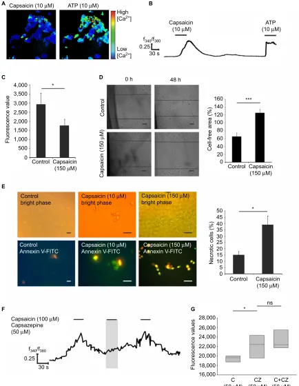 Figure 5 Functional characterization of TRPV1 activation by capsaicin in SUM149PT cells.Notes: (A) Representative image of SUM149PT cells stimulated with capsaicin (10 µM) in calcium imaging analysis