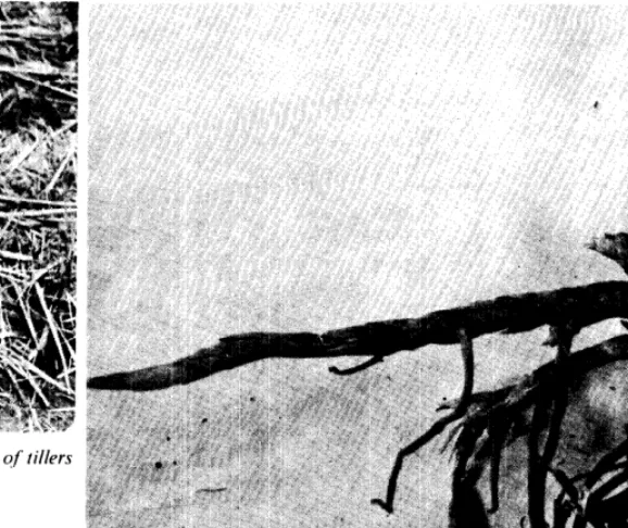 Fig. 1. ‘Birdnesting’ qf bunch type switchgrass caused b.v death qf tillers in center qf bunch