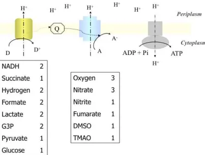 Figure 1: Schematic representation of the Escherichia coli OXPHOS chain